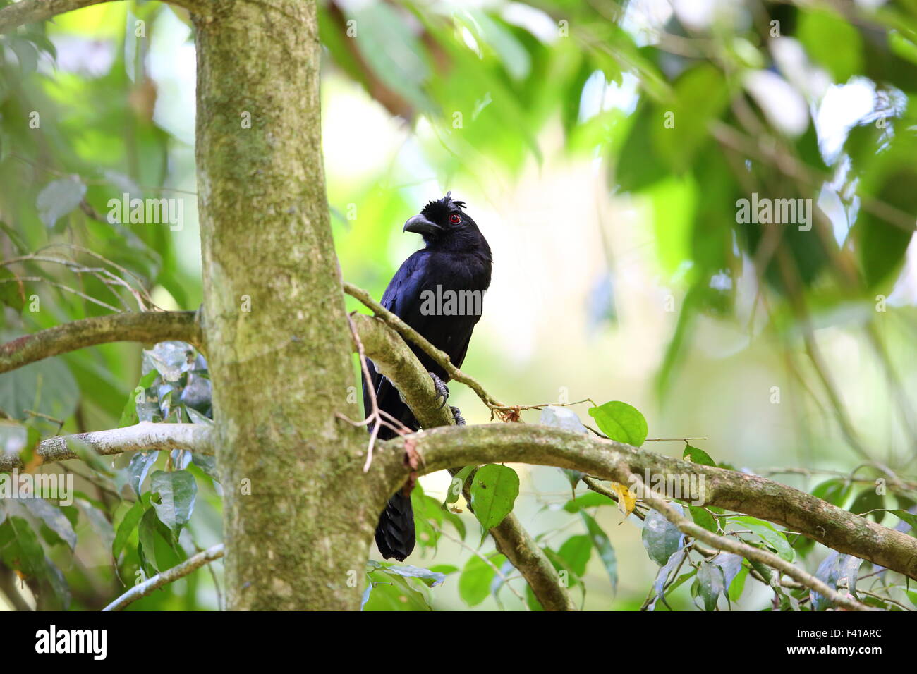 Bornean black magpie (Platysmurus leucopterus aterrimus) in Borneo Stock Photo