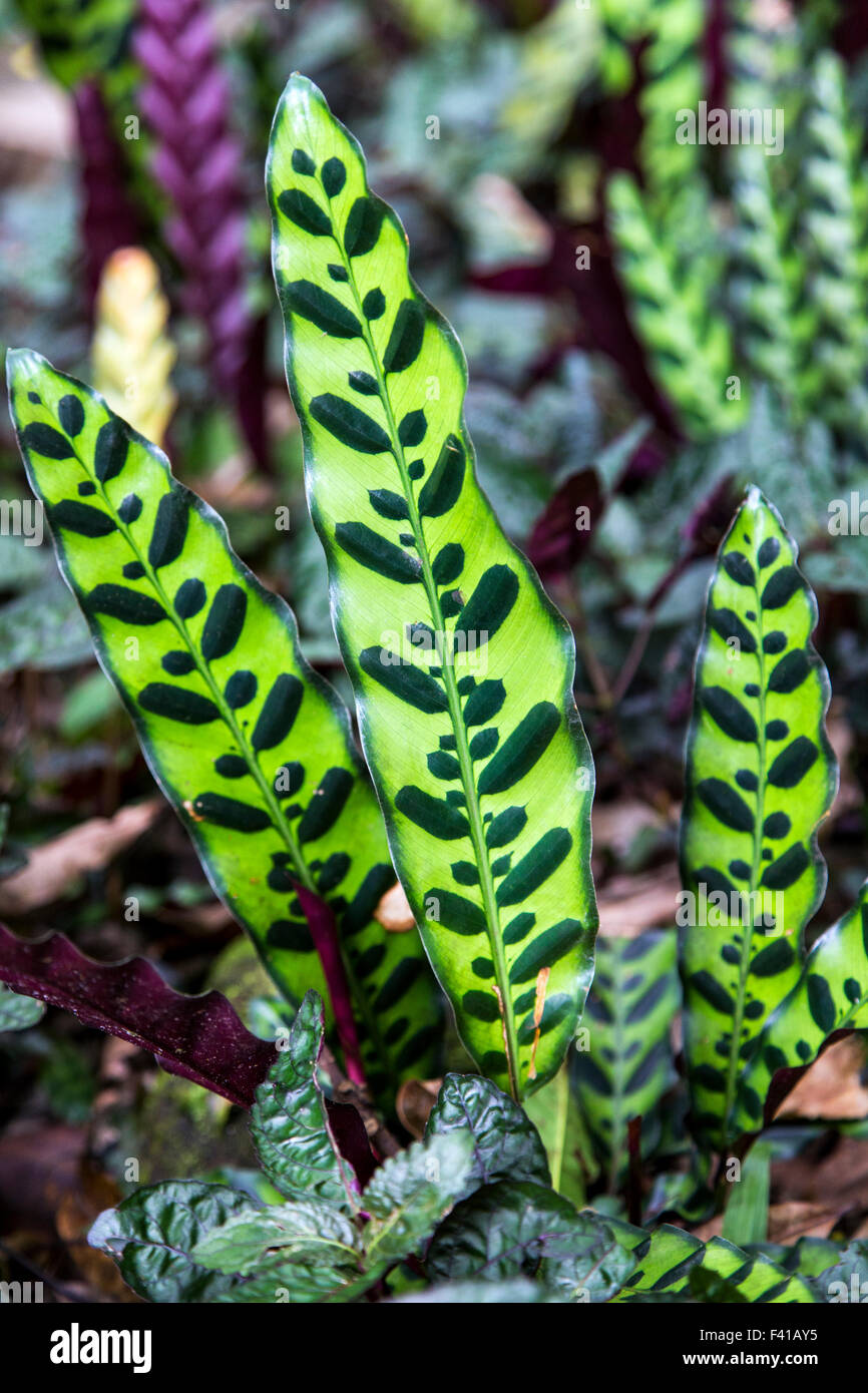drachenbaum white stripe Striped Dracaena For Sale, Including Care Guide Small / Eco Pot / Chai