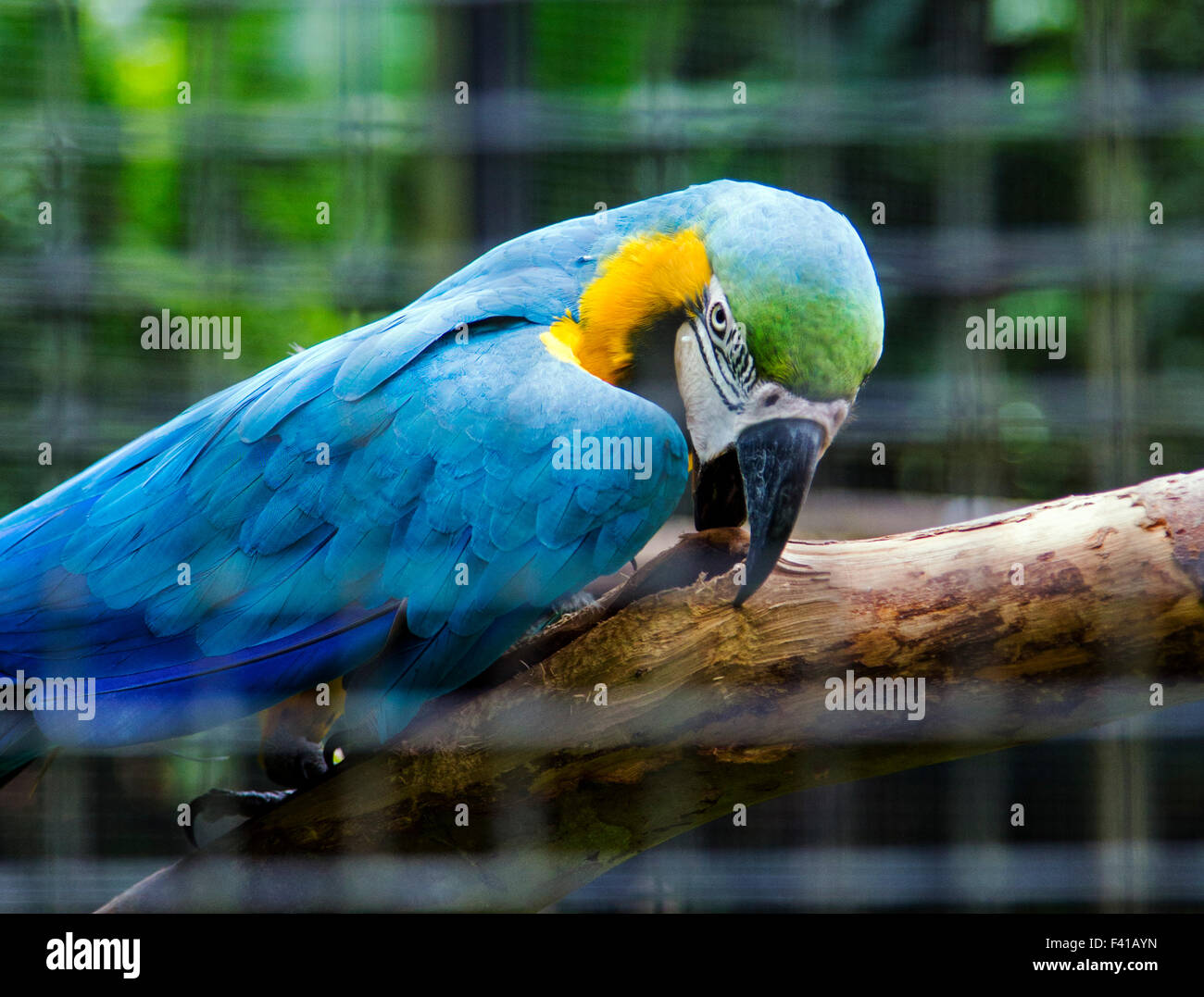 Colorful parrot, Hawai'i Tropical Botanical Garden Nature Preserve; Big Island, Hawaii, USA Stock Photo