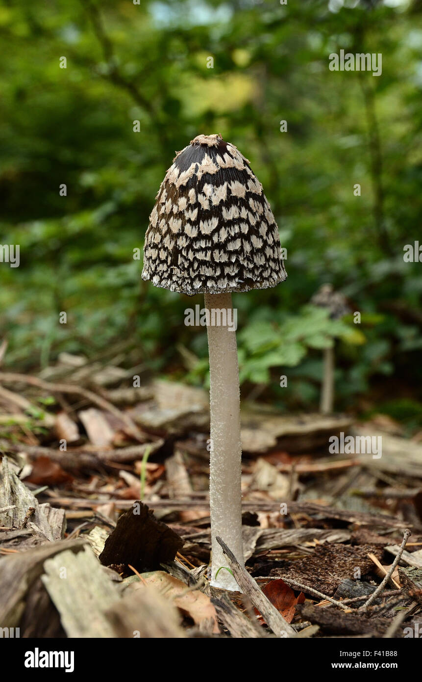 mushroom spechttintling Stock Photo