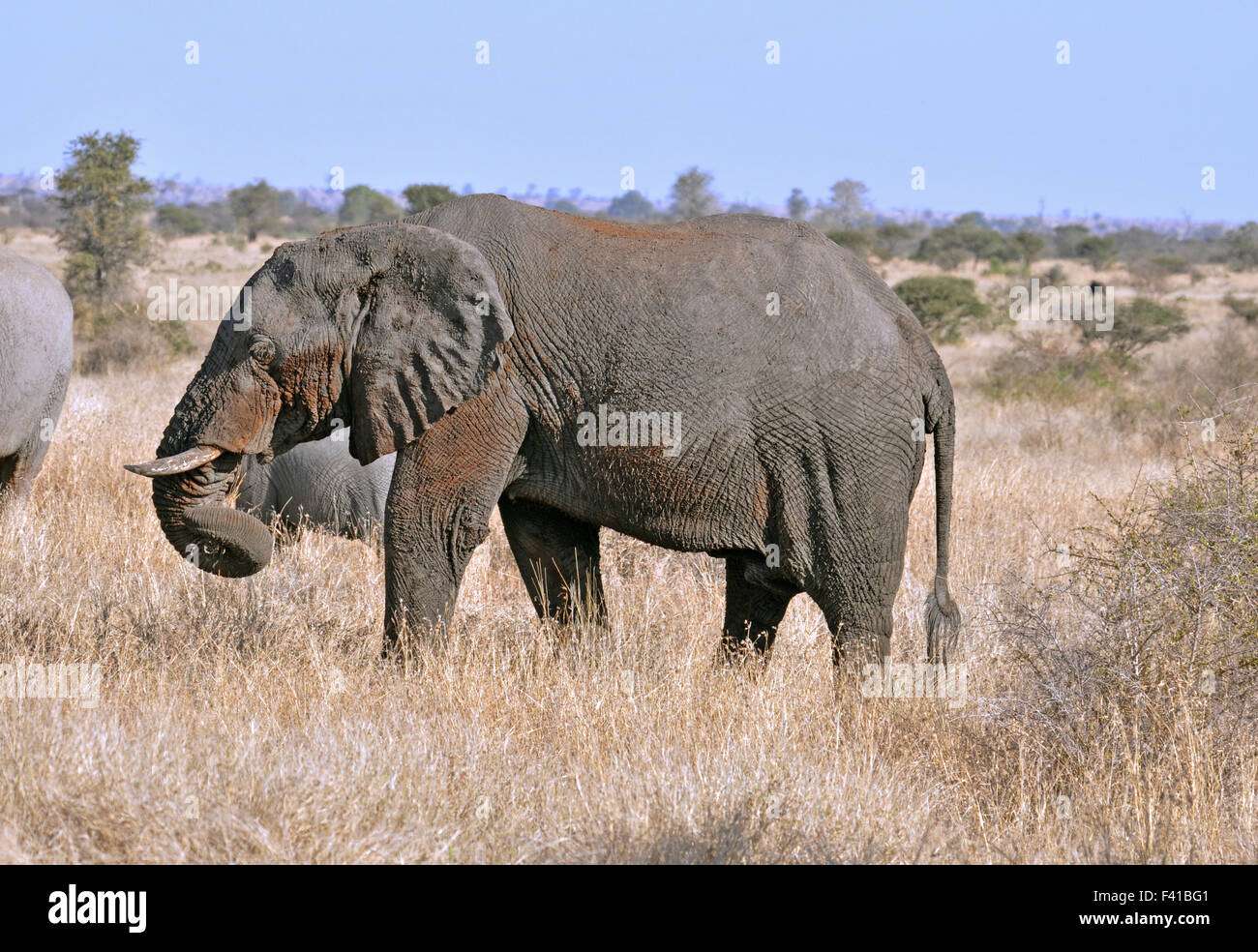 Wildlife: African Elephant Stock Photo - Alamy