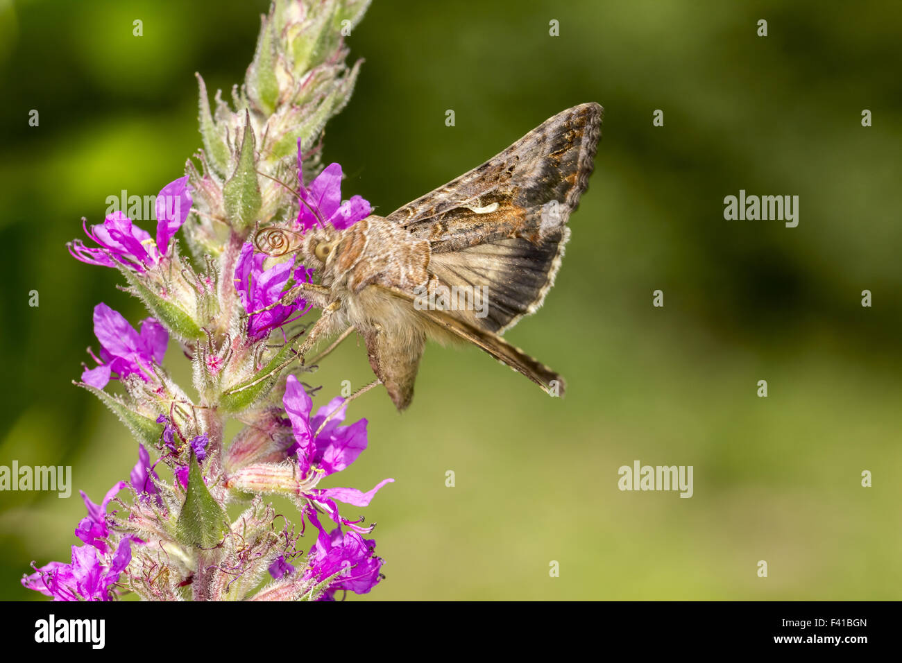 Autographa gamma, Silver Y moth from Germany Stock Photo - Alamy