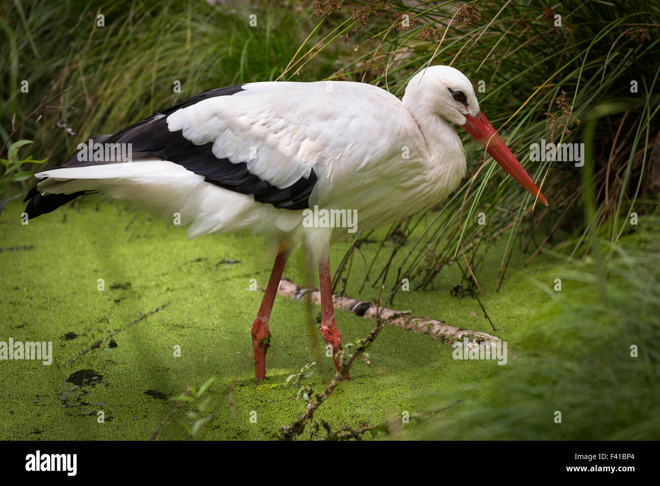 White Stork (lat. Ciconia ciconia) in swamp, Germany Stock Photo