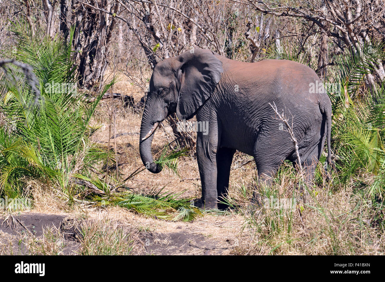 African elephant wildlife hi-res stock photography and images - Alamy