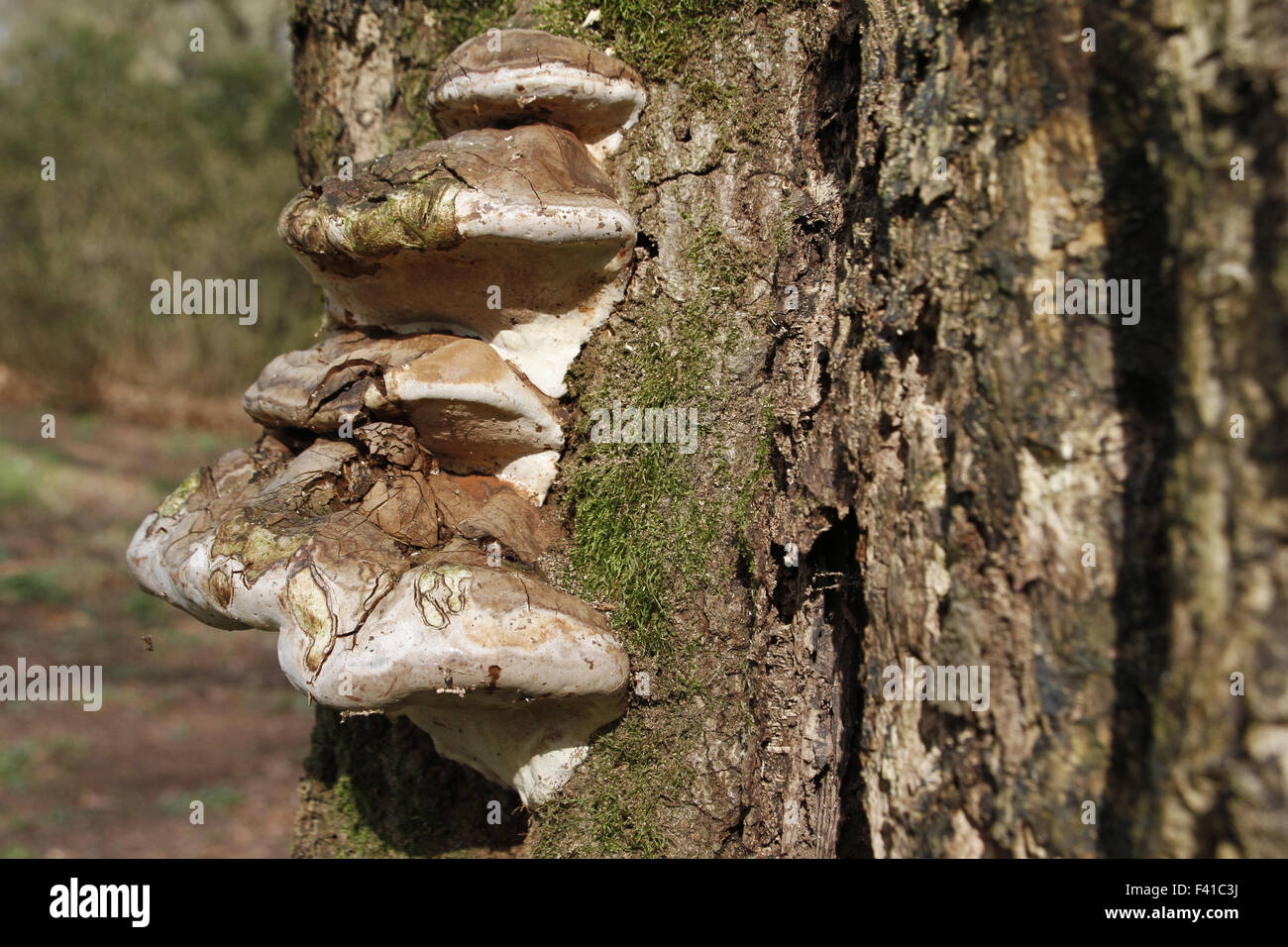 Polyporus Stock Photo