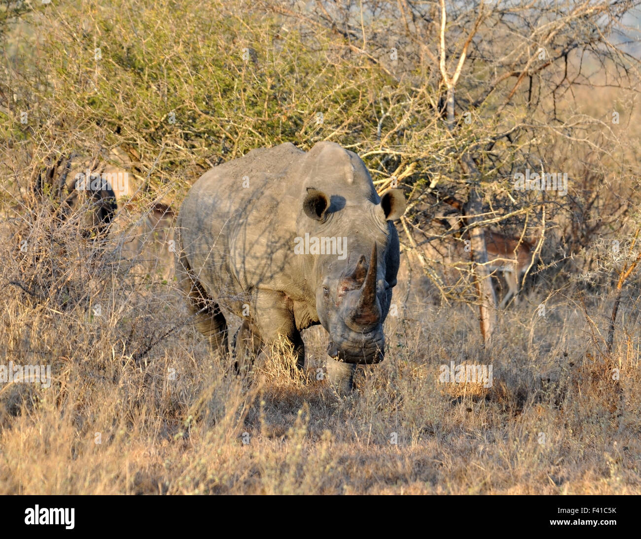 Africa Big Five: White Rhinoceros Stock Photo