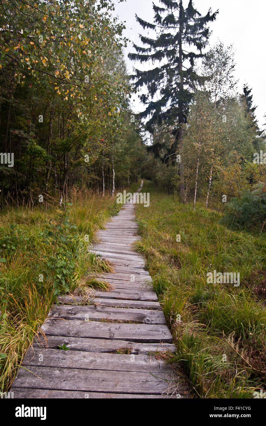 causeway of timber in autumn Zittauer Gebirge mountains on german-czech borders Stock Photo