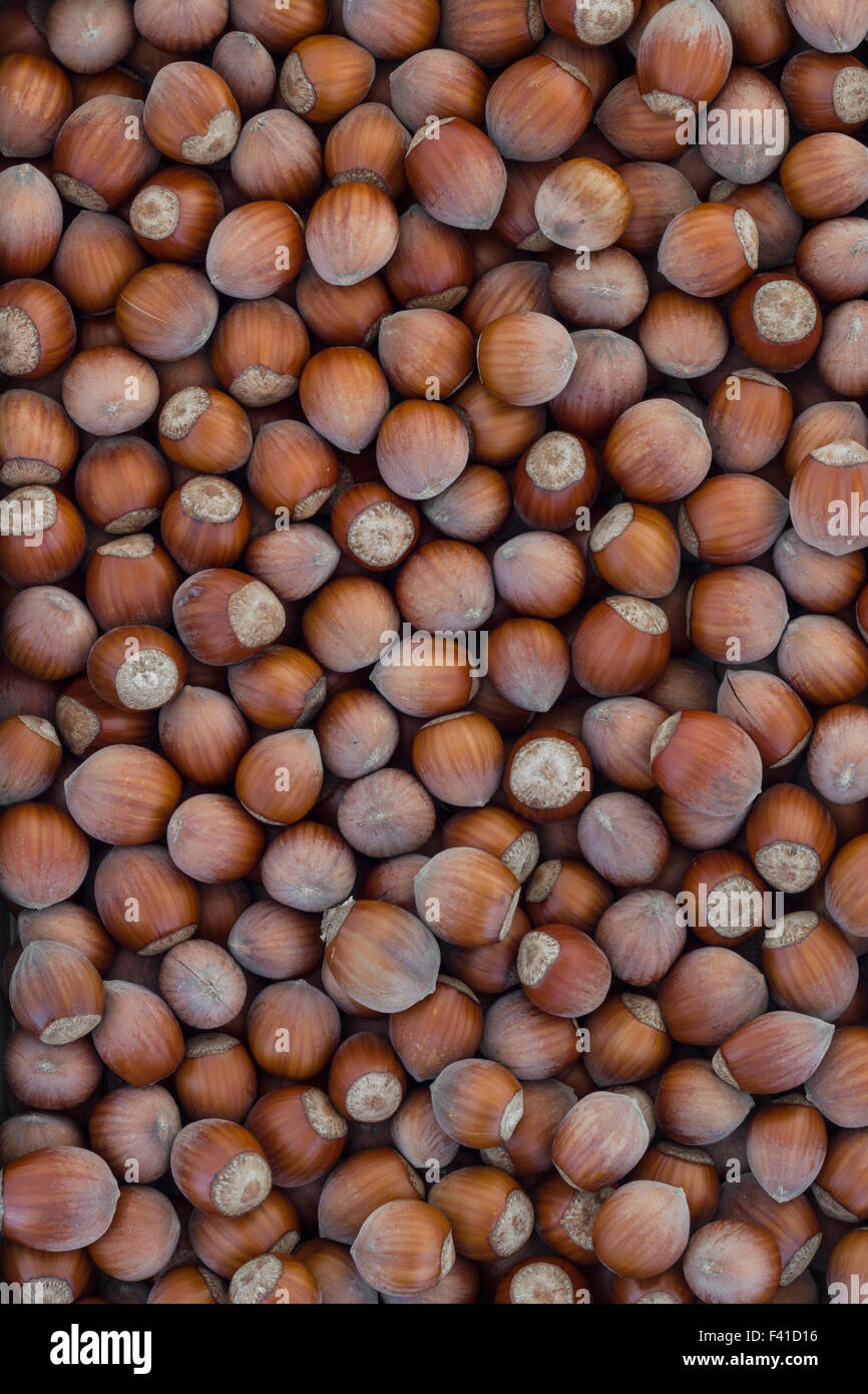 Top view of a group of hazelnuts of season Stock Photo Alamy