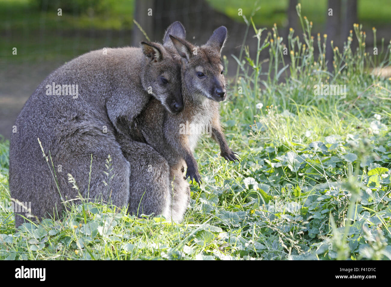 brush-tailed wallabys Stock Photo