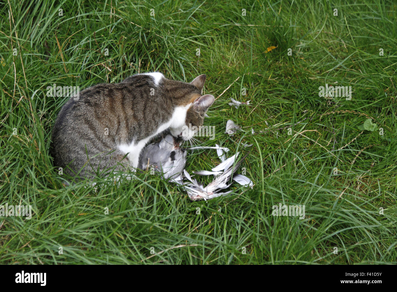 domestic cat with pigeon Stock Photo Alamy