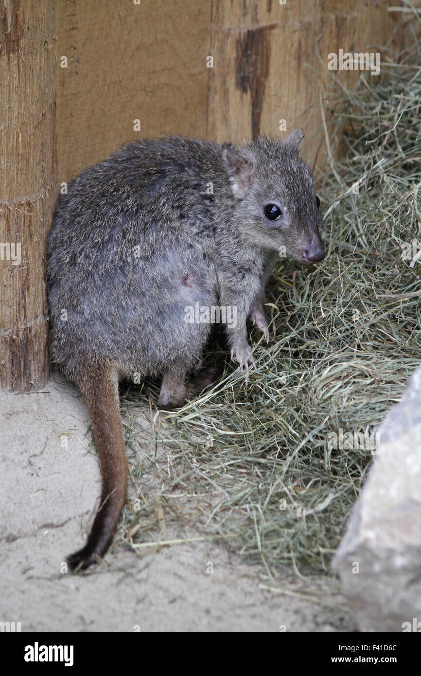 brush-tailed wallaby Stock Photo
