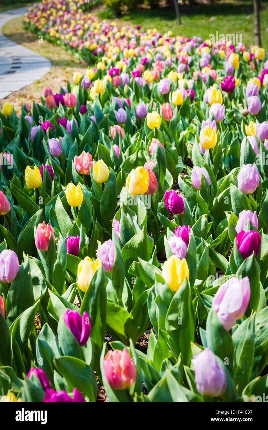 tulip flower field in spring Stock Photo