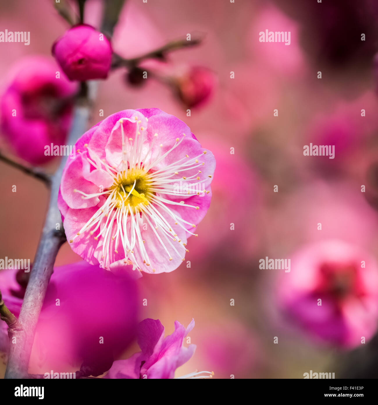 red plum blossom closeup Stock Photo