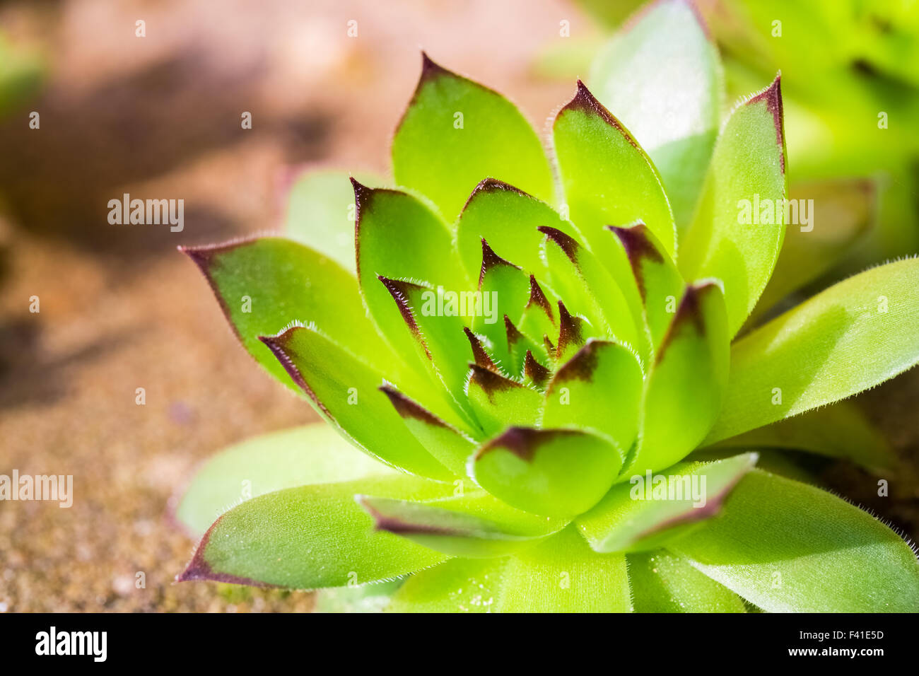 green sempervivum plant Stock Photo