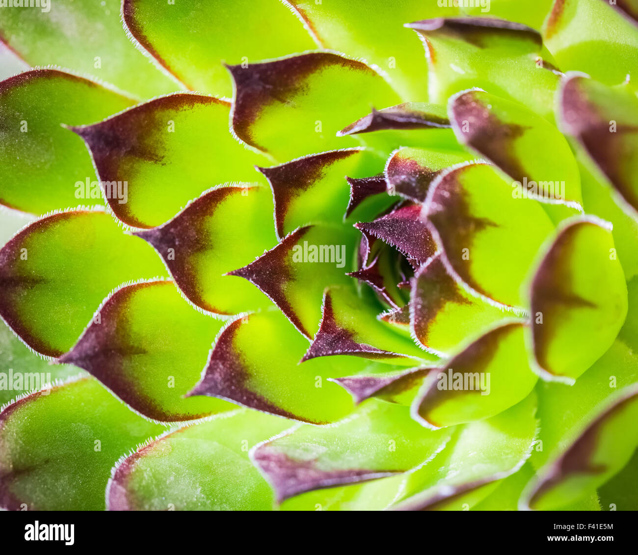 closeup of the green sempervivum Stock Photo