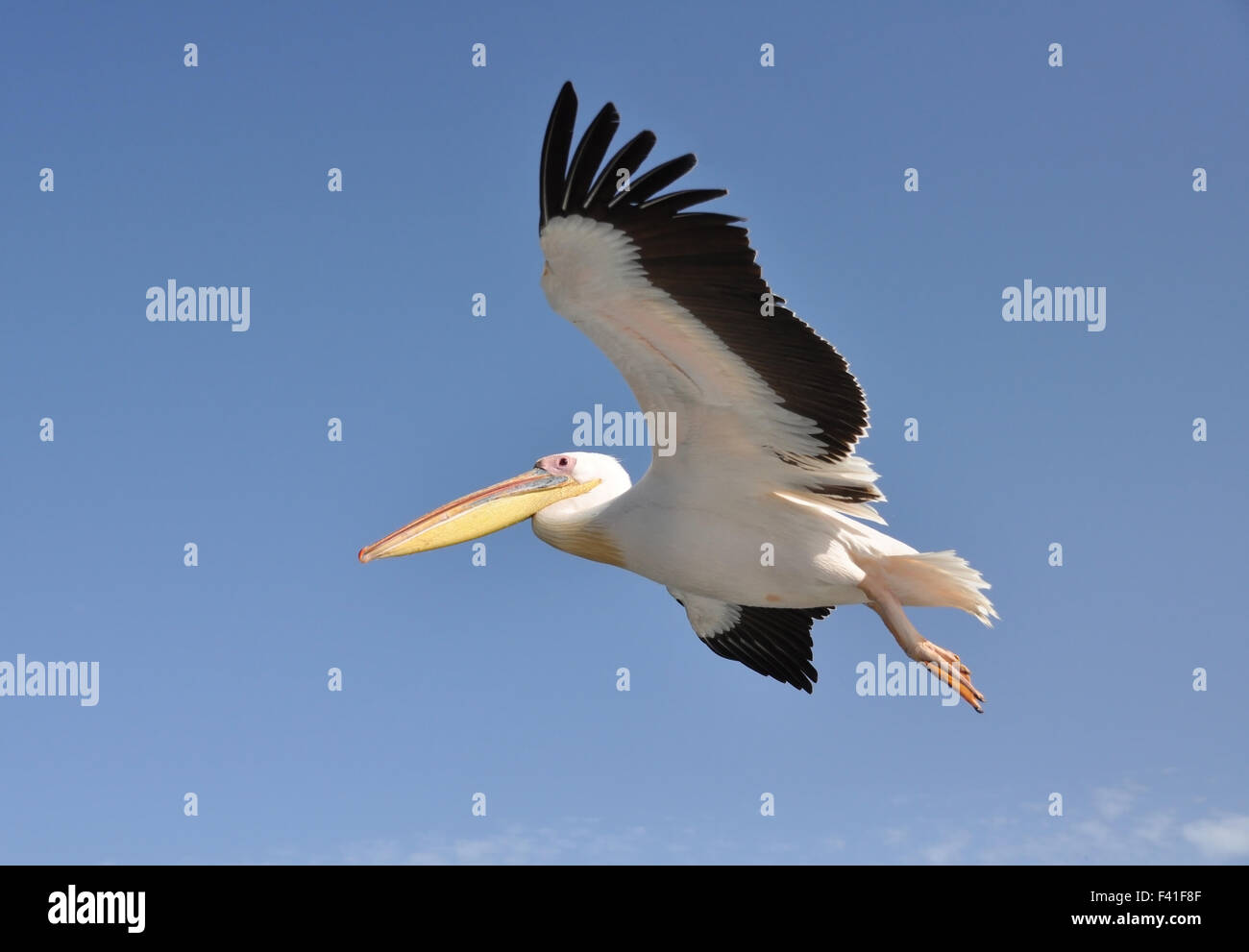 Flamingo in flight Stock Photo