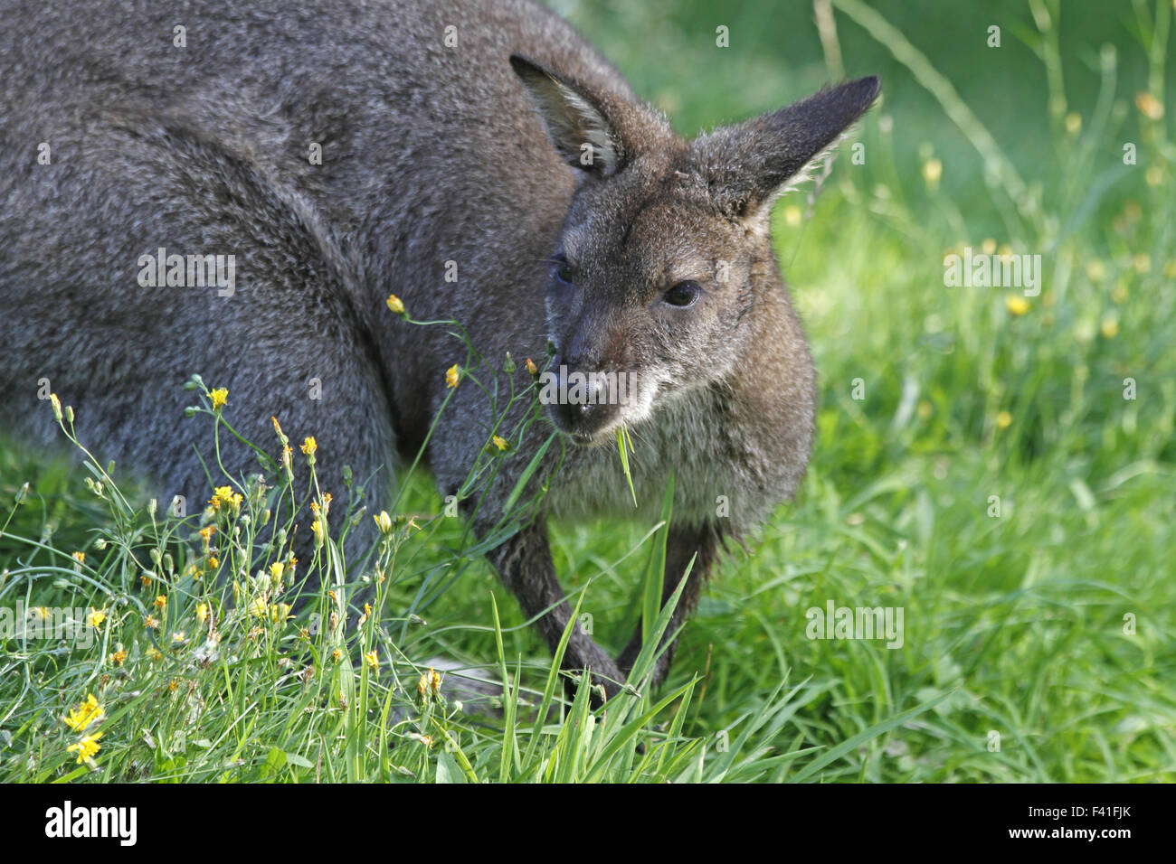 brush wallaby Stock Photo