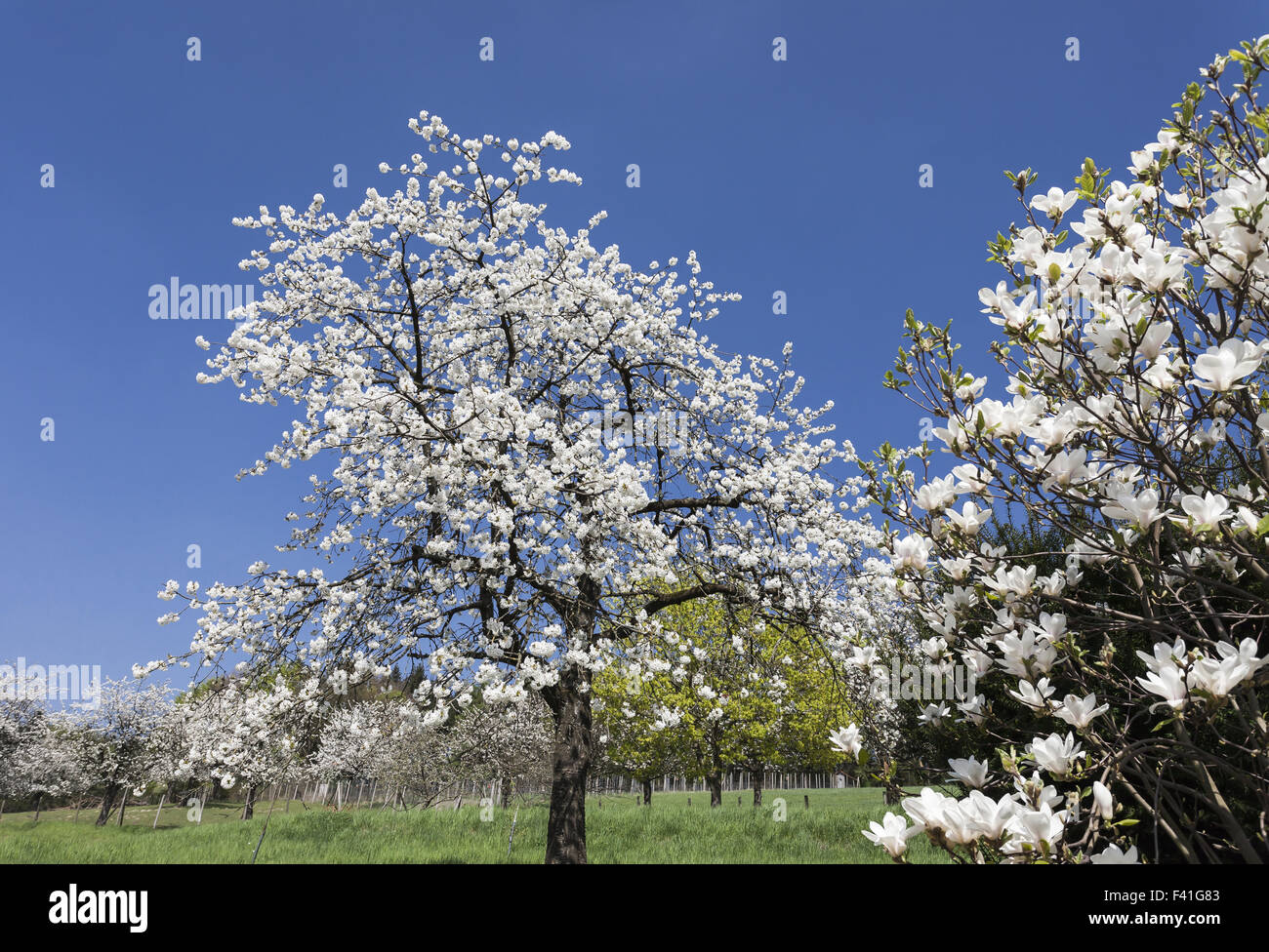 Magnolienbaum magnolia tree hi-res stock photography and images - Alamy