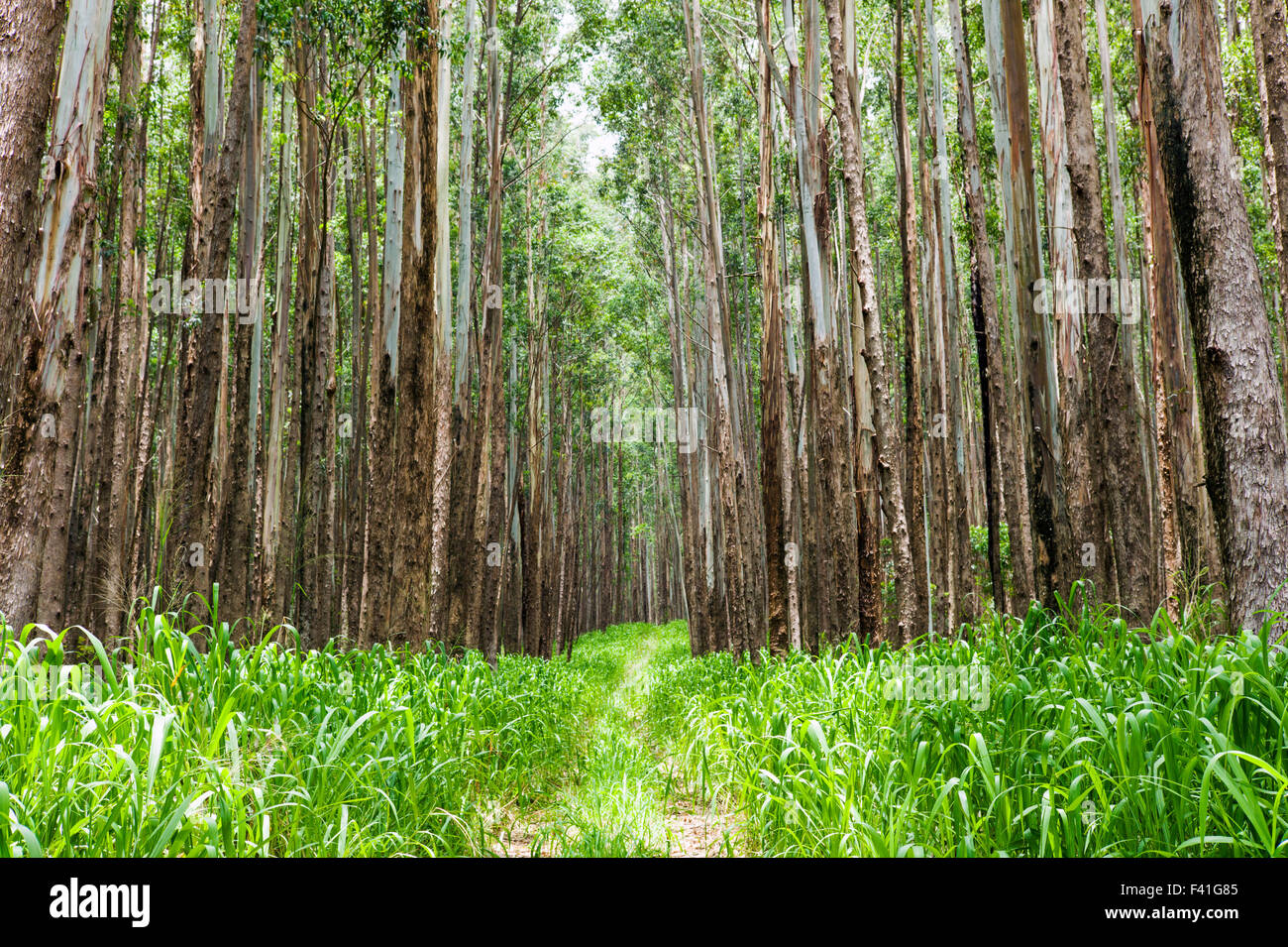 Large stands of Eucalyptus trees; Eucalyptus grandis; formerly sugar cane land; along the Hamakua Coast; Big Island of Hawai’i Stock Photo