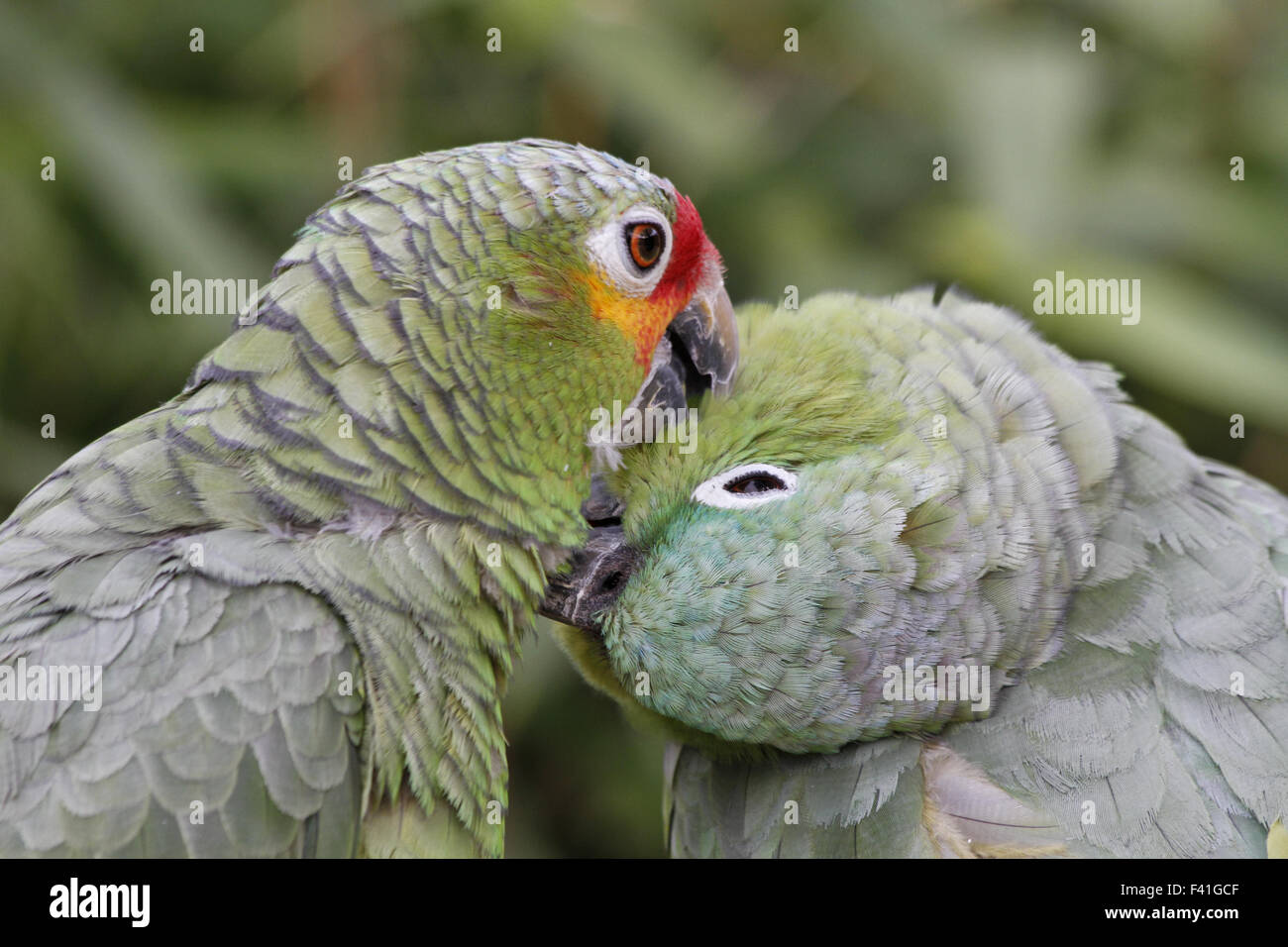 Blue fronted amazons hires stock photography and images Alamy