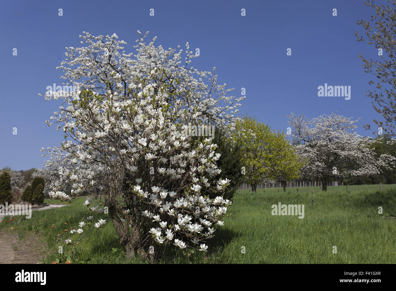 Cherry tree and Magnolia tree in Germany Stock Photo
