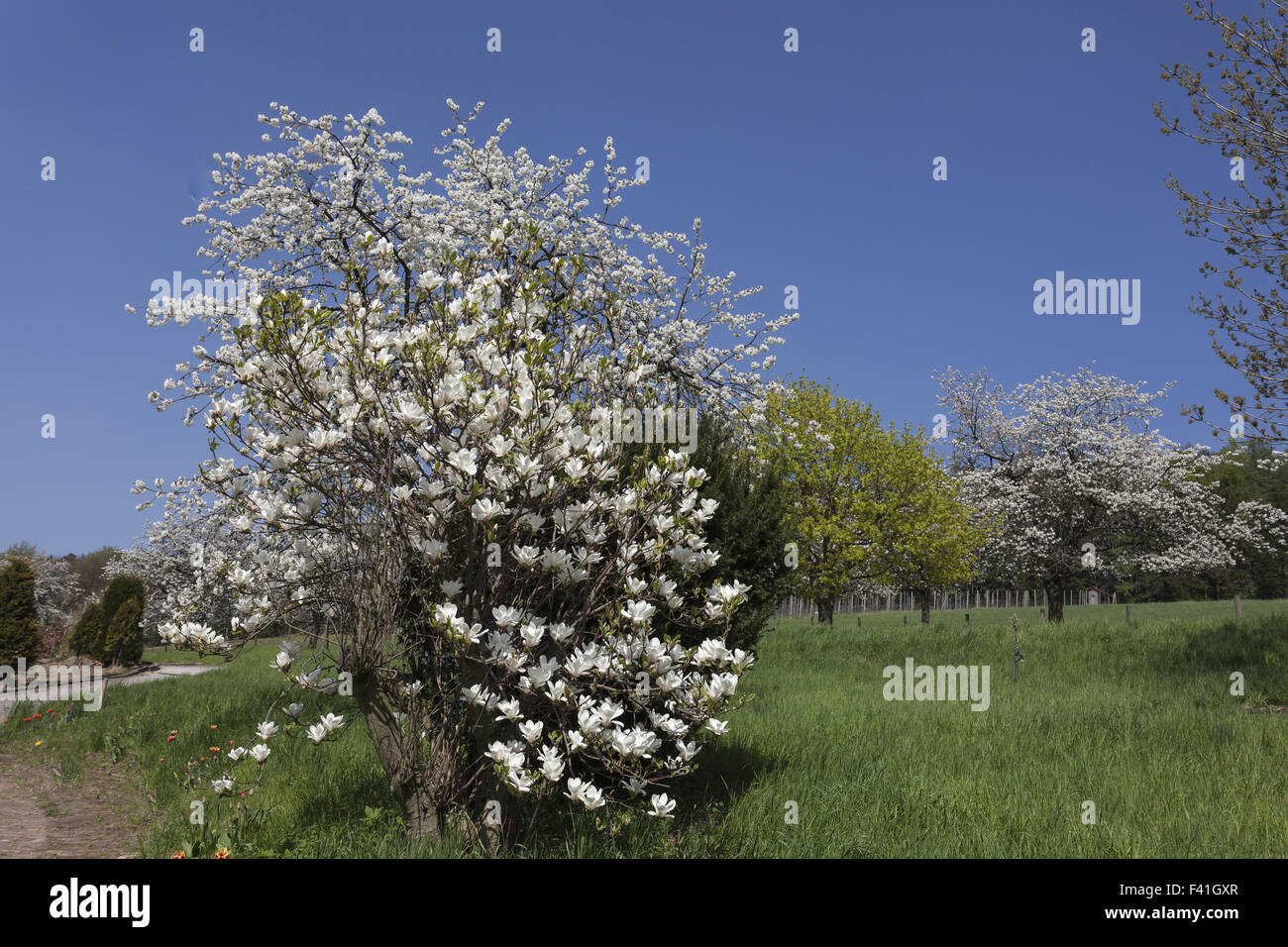 Magnolienbaum magnolia tree hi-res stock photography and images - Alamy