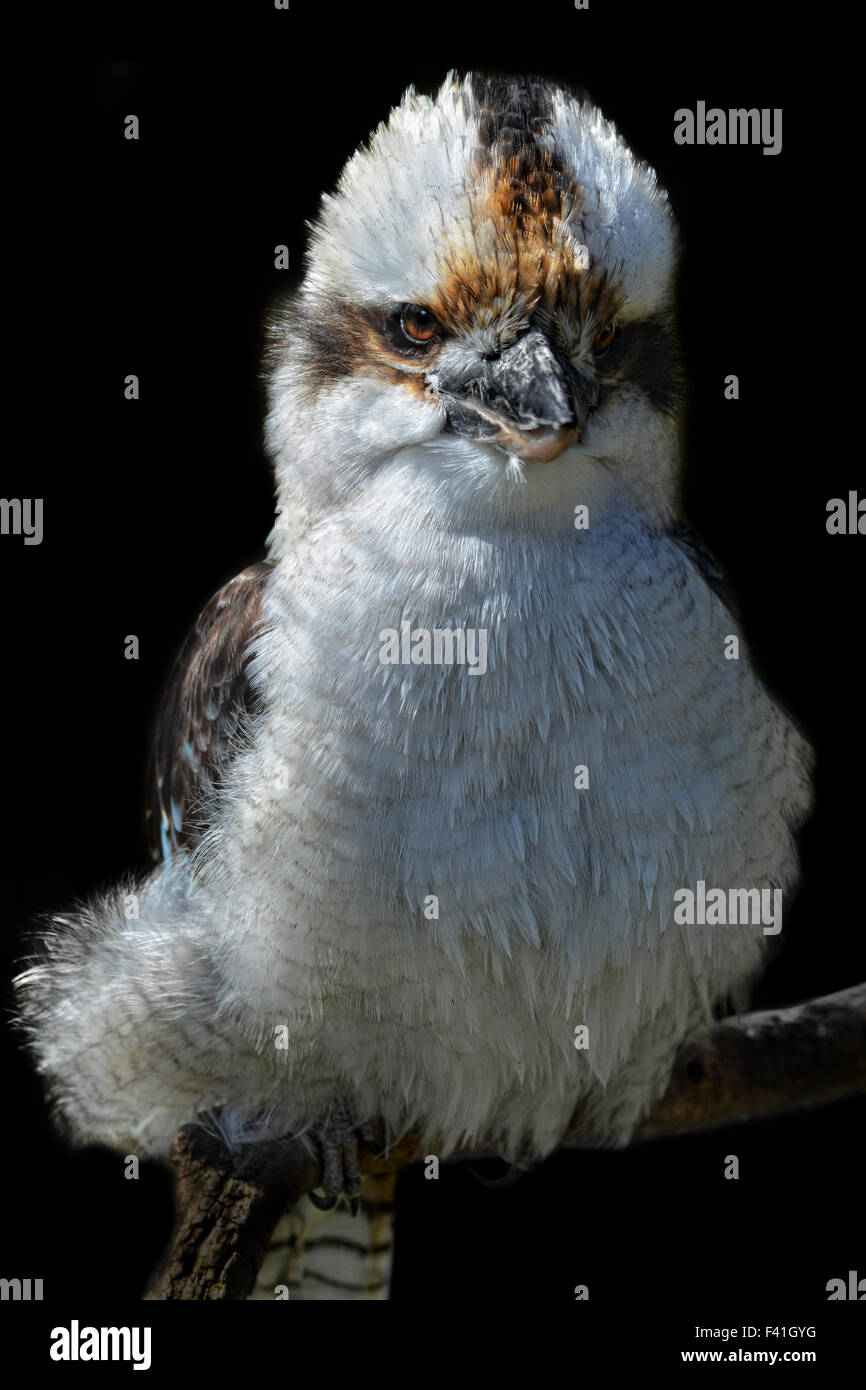 angry laughing kookaburra Stock Photo