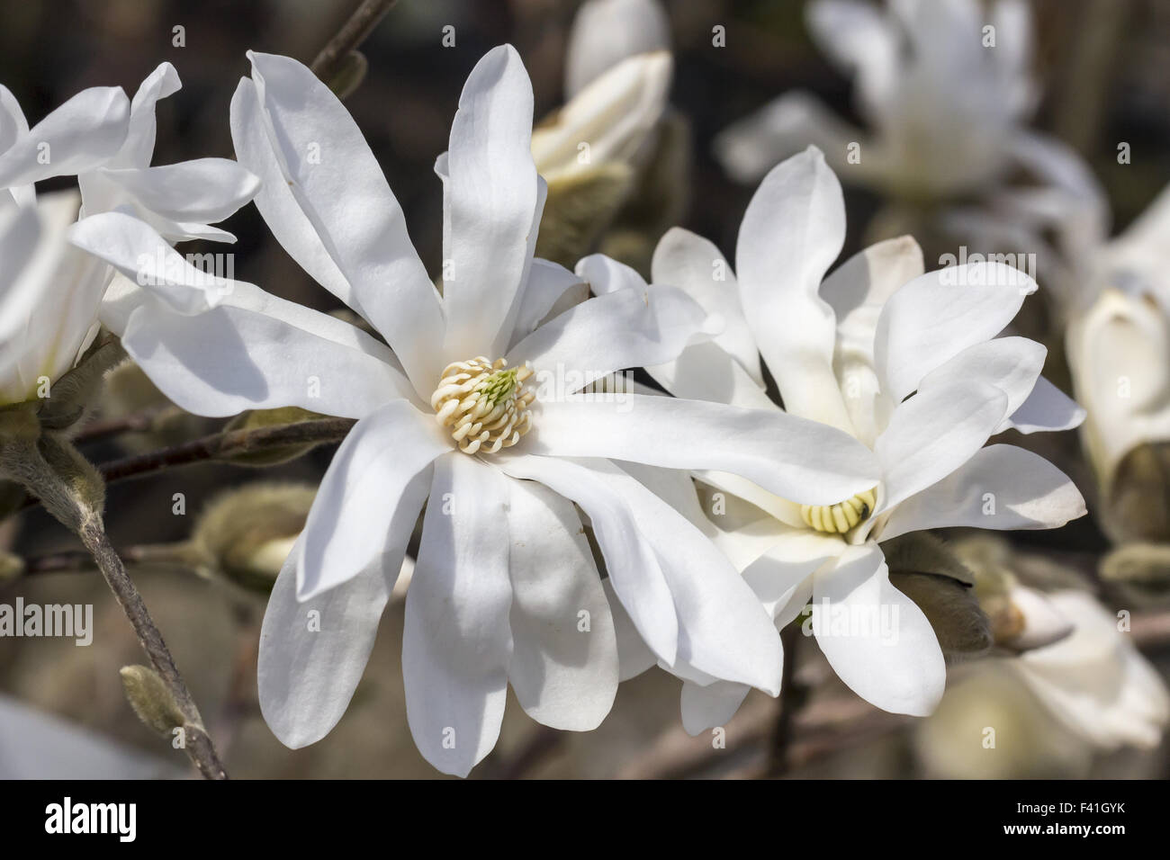 Magnolia stellata Royal Star, Star magnolia Stock Photo
