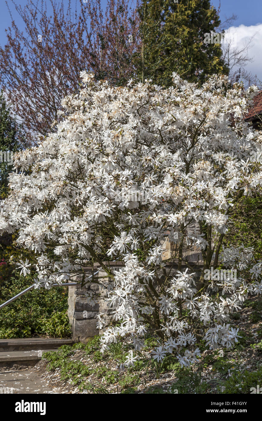 Magnolia stellata, Star magnolia from Germany Stock Photo