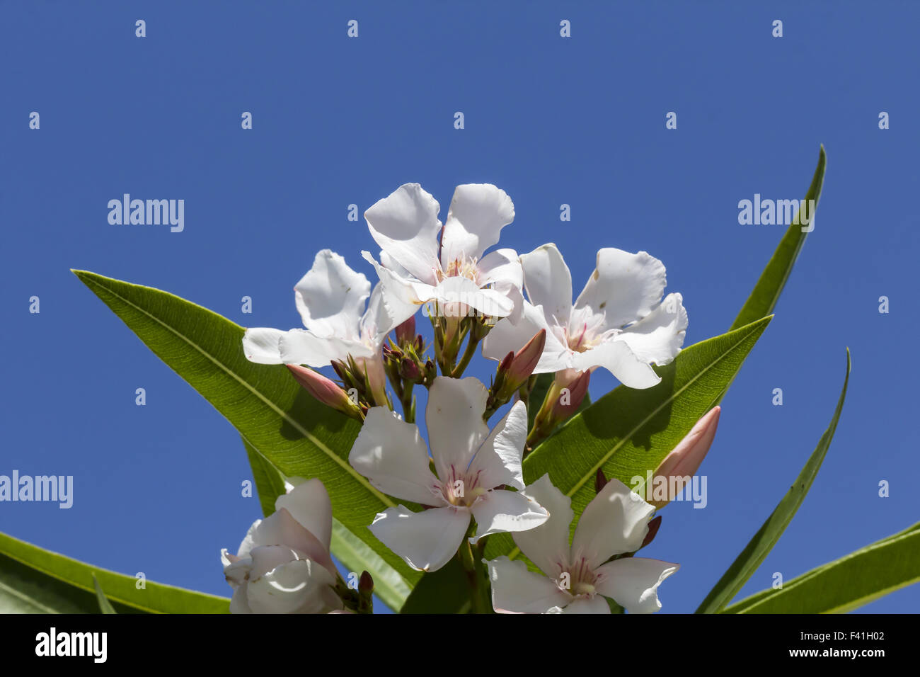 Nerium oleander, oleander tree in Germany Stock Photo