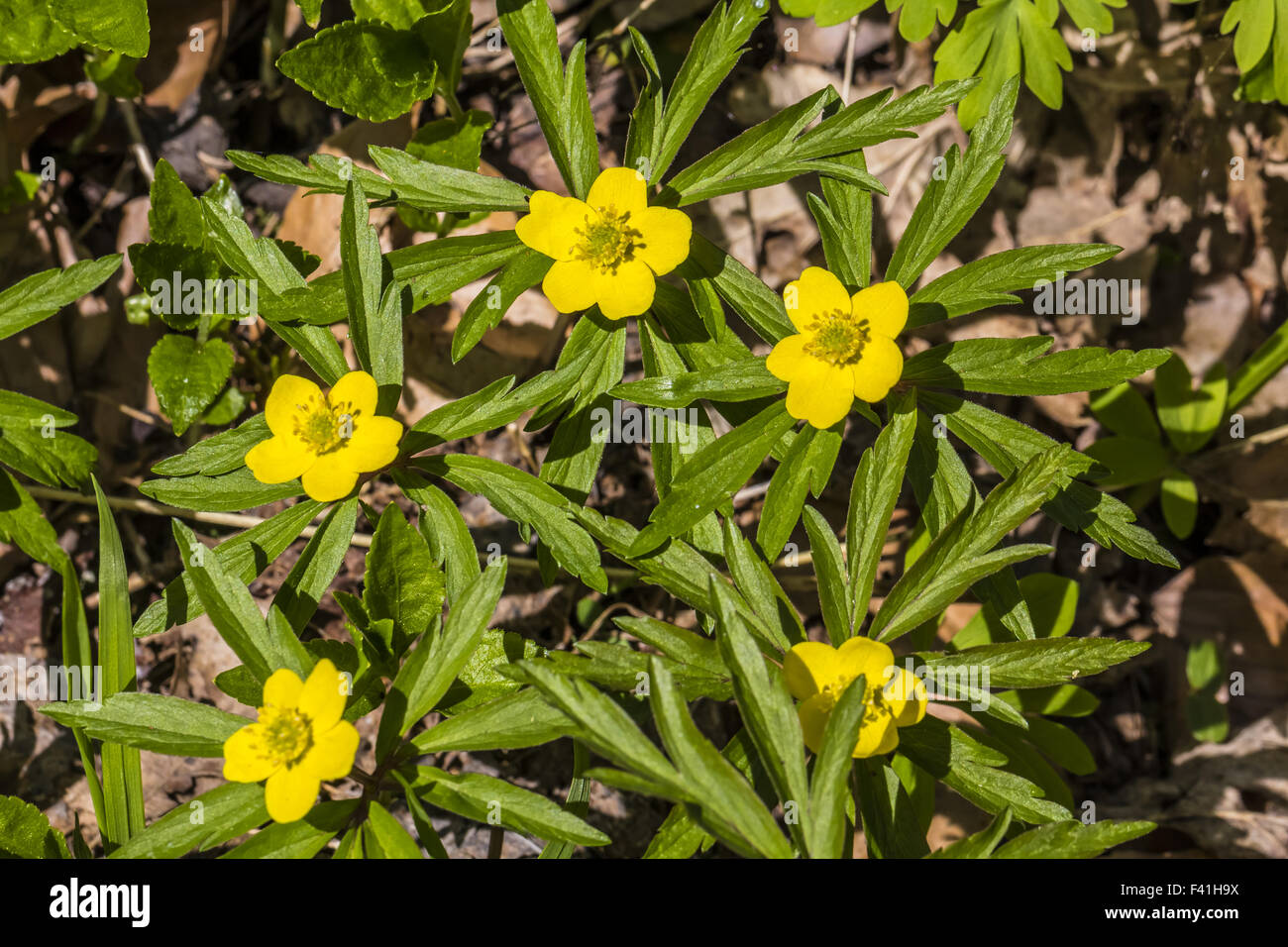 Anemone ranunculoides, Yellow Woodland Anemone Stock Photo