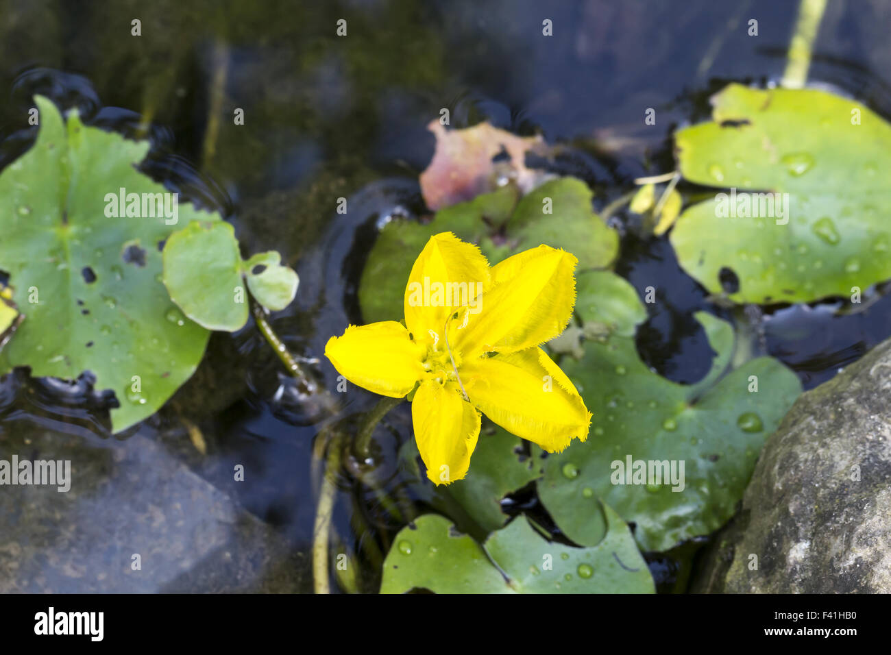Nymphoides peltata, Fringed Water-lily Stock Photo