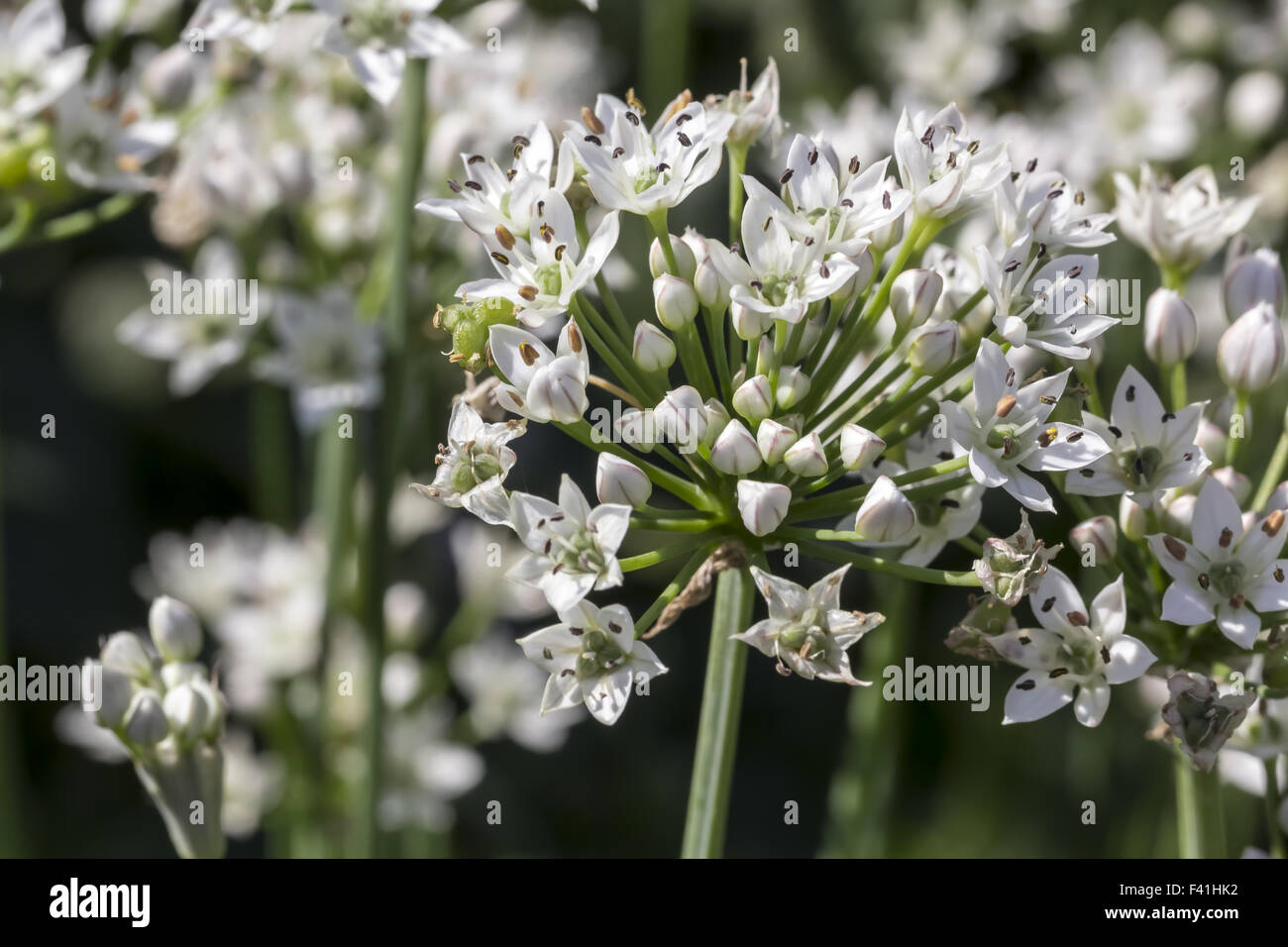 Allium tuberosum, Garlic Chives, Chinese leek Stock Photo