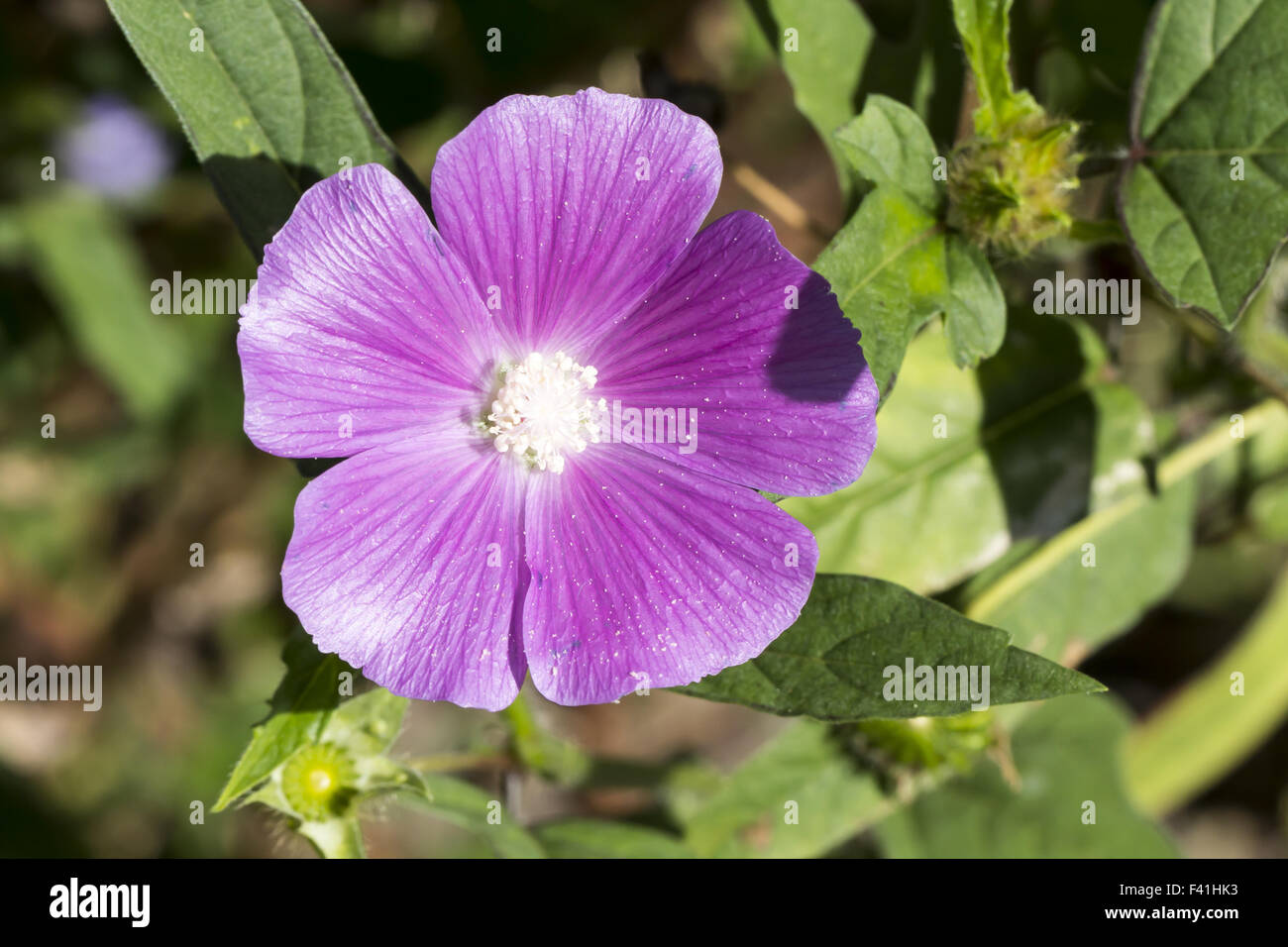 Anoda cristata, Spurred Anoda, Crested Anoda Stock Photo