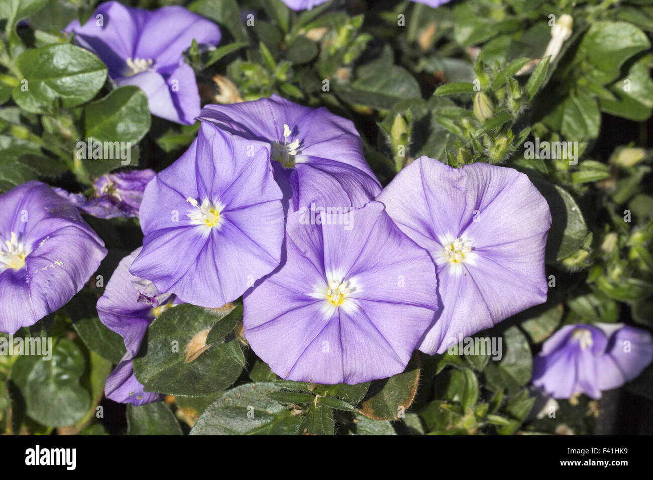 Convolvulus Blaue Mauritius, Morning Glory Stock Photo