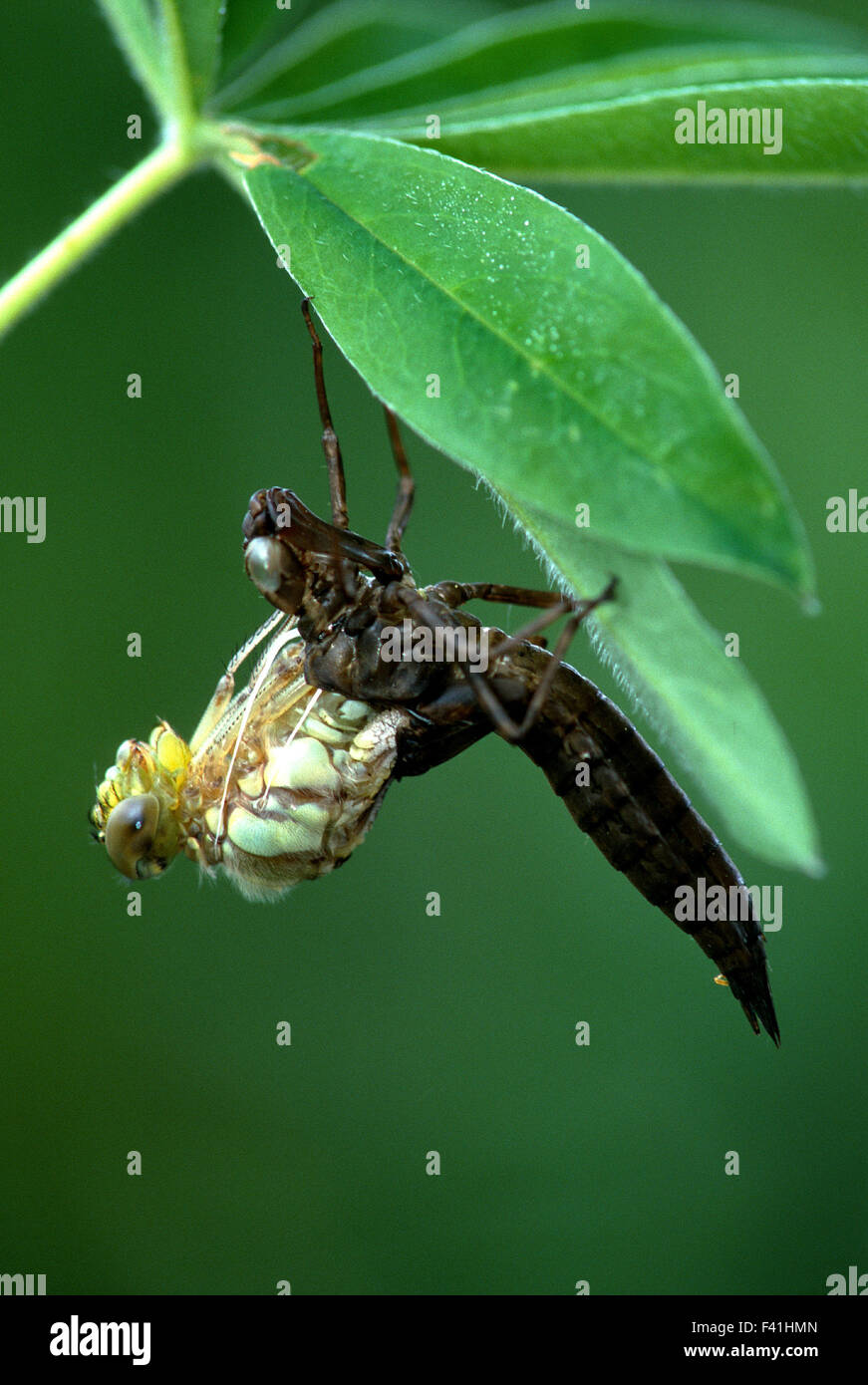 dragonfly; blue green mosaikjungfer; larva; Stock Photo