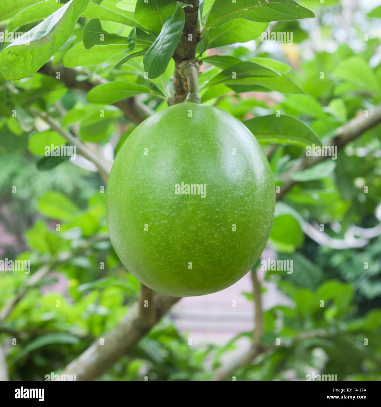 Pomelo, citrus maxima, Indonesia Stock Photo Alamy