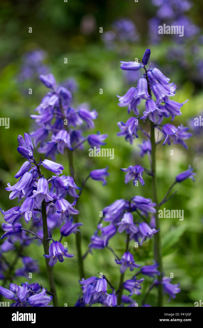 Hyacinthoides, Endymion non-scriptus or Scilla non-scripta is a bulbous perennial plant commonly known as the bluebell Stock Photo