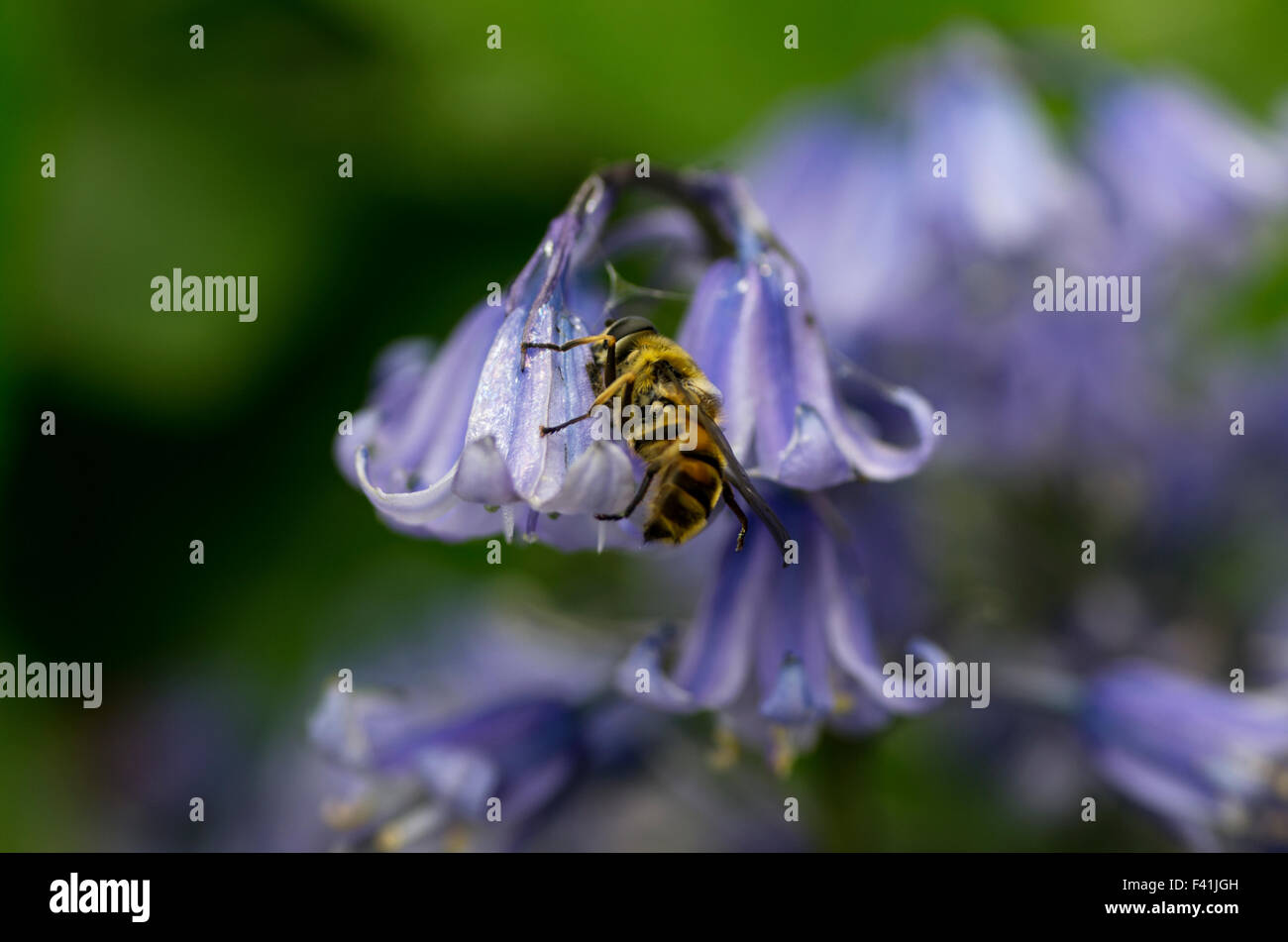 A honey bee gathering pollen on a bluebell flower Hyacinthoides, Endymion non-scriptus or Scilla non-scripta Stock Photo