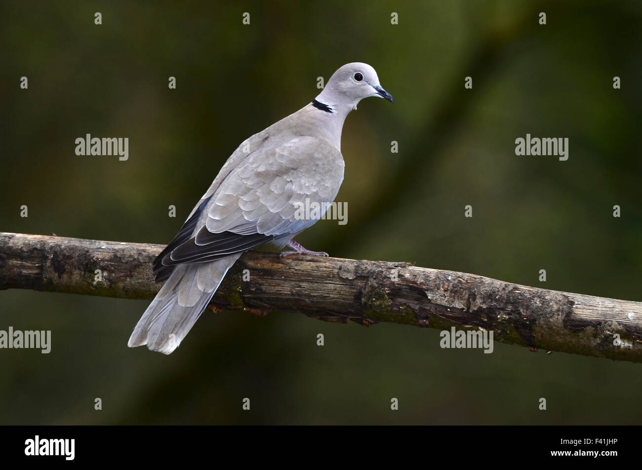 A collared dove on a branch UK Stock Photo Alamy