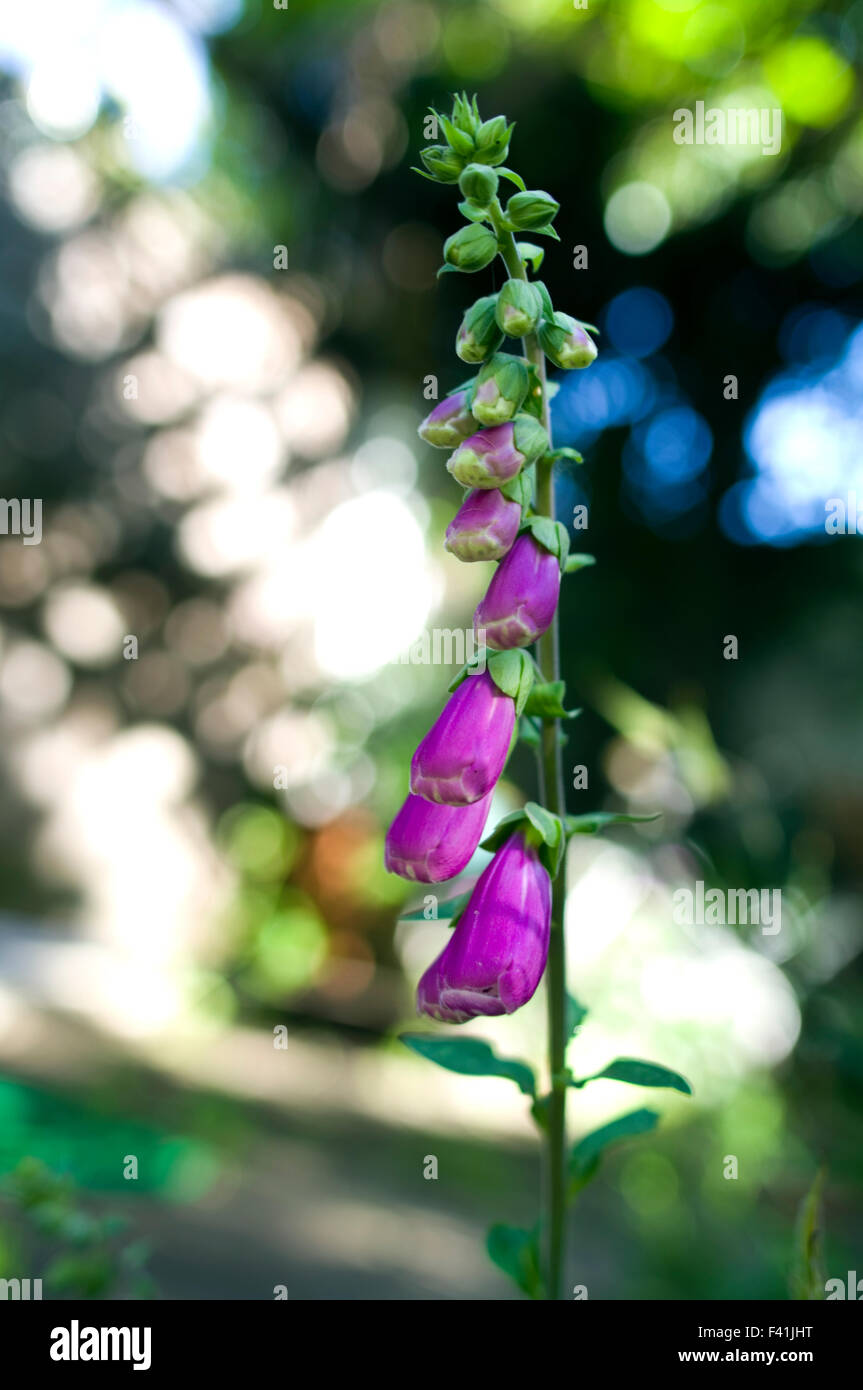 Striking beautiful foxglove flowers in bright sunlight with a blurry background Stock Photo