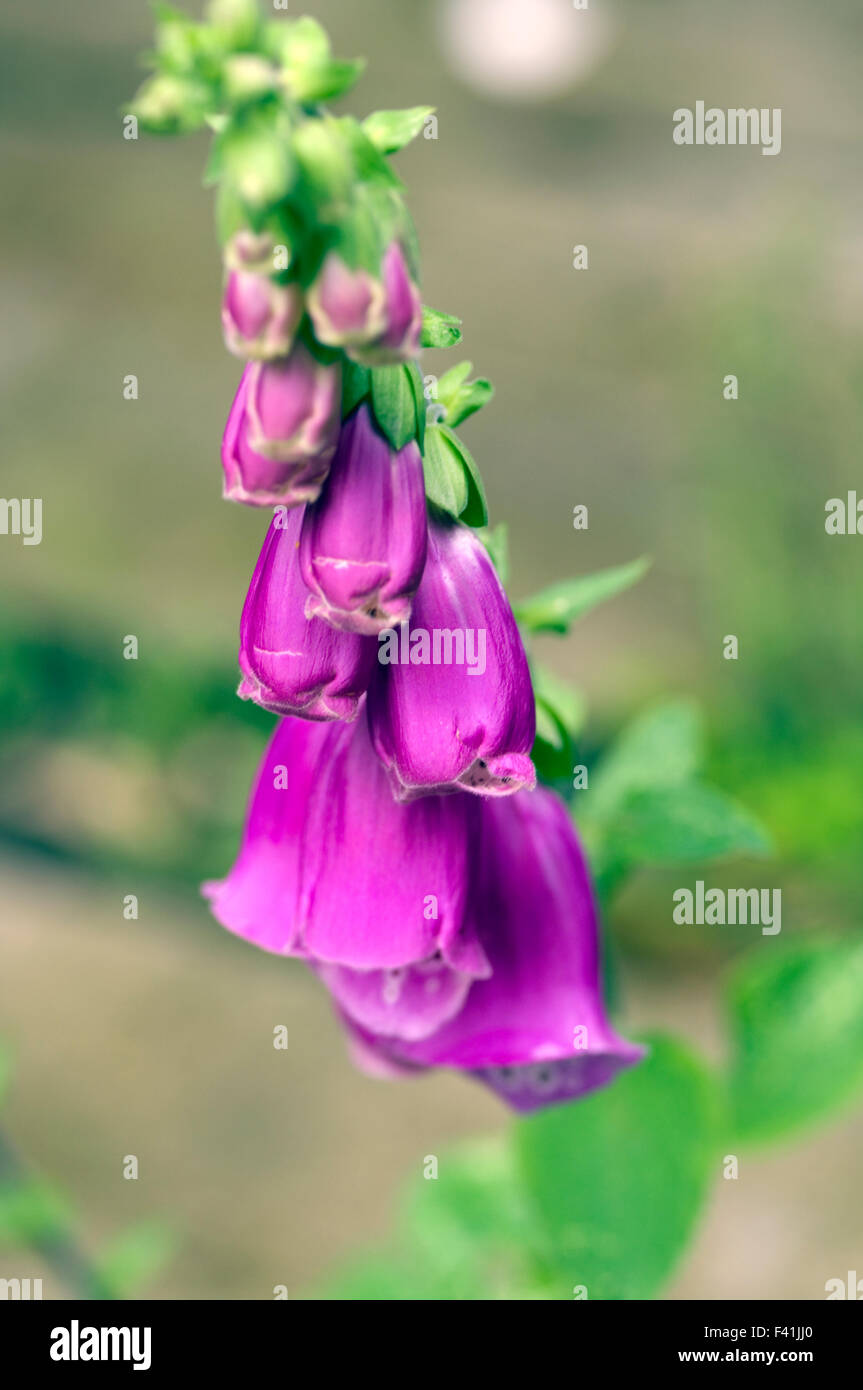 Striking beautiful foxglove flowers in bright sunlight with a blurry background Stock Photo