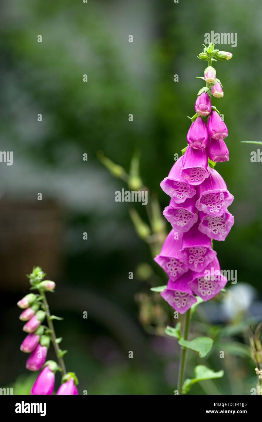 Foxglove tea hi-res stock photography and images - Alamy