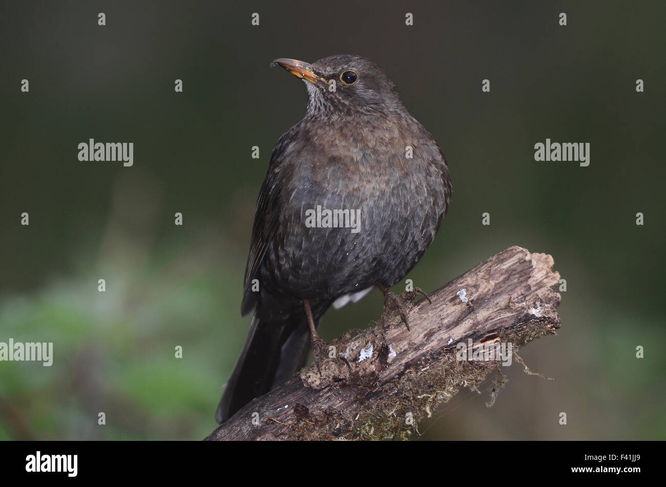 blackbird turdus merula Stock Photo - Alamy