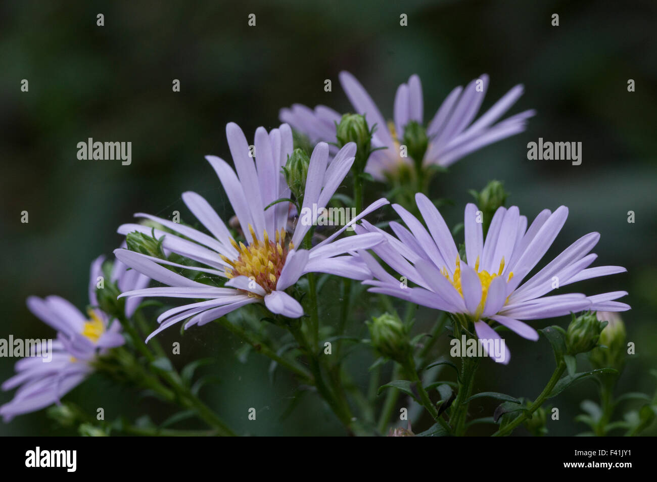 King George Michaelmas Daisy is an older variety of perennial aster, and one of the best with its prolific, early, long-lasting show of violet Stock Photo