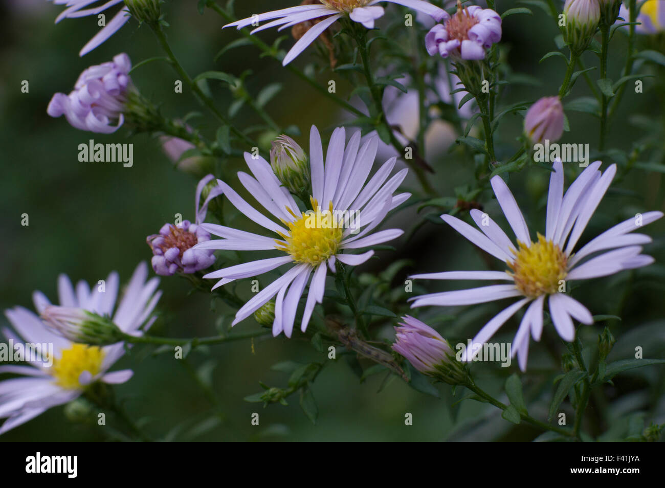 King George Michaelmas Daisy is an older variety of perennial aster, and one of the best with its prolific, early, long-lasting show of violet Stock Photo