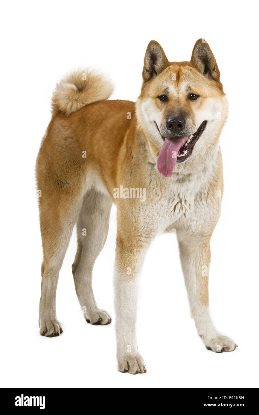 Akita dog Cut Out Stock Images & Pictures - Page 2 - Alamy
