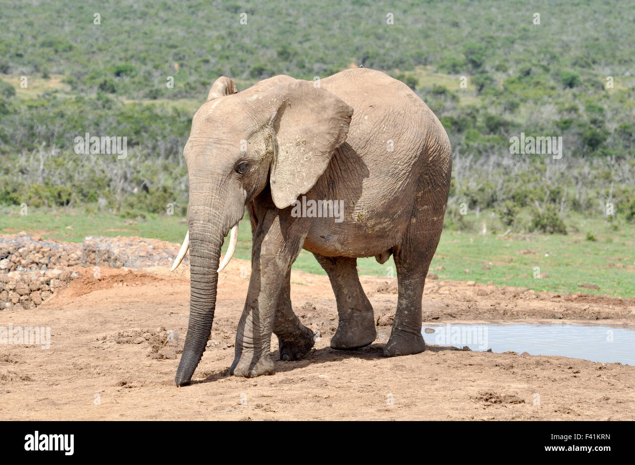 Wildlife: African Elephant Stock Photo - Alamy