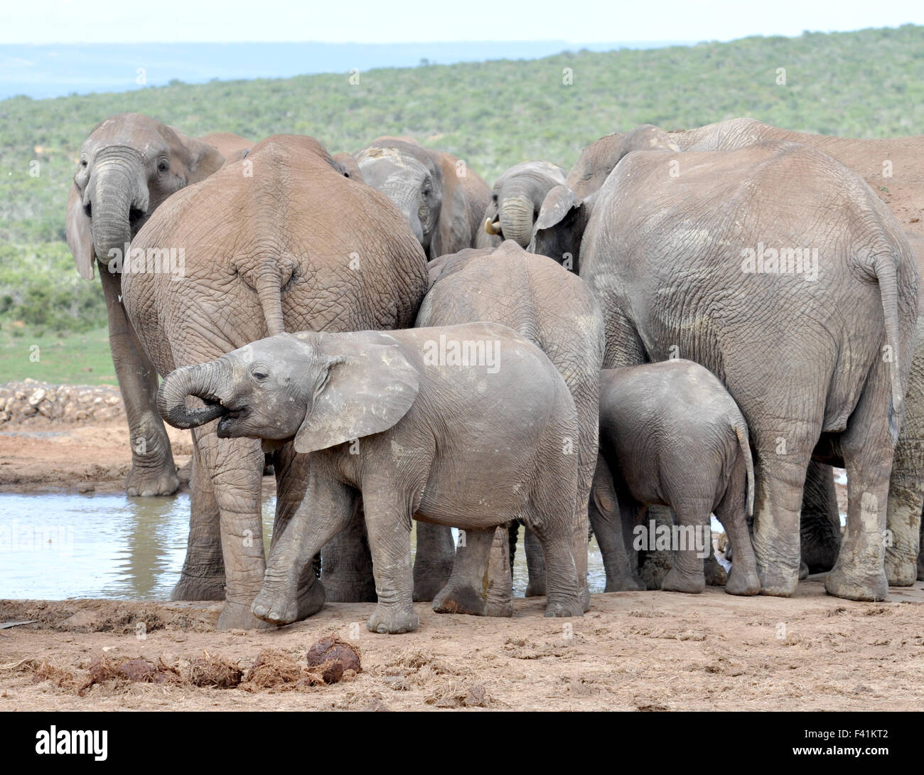 Wildlife: African Elephant Stock Photo - Alamy