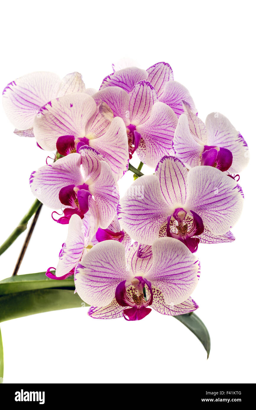 Pink color orchid hi-res stock photography and images - Alamy